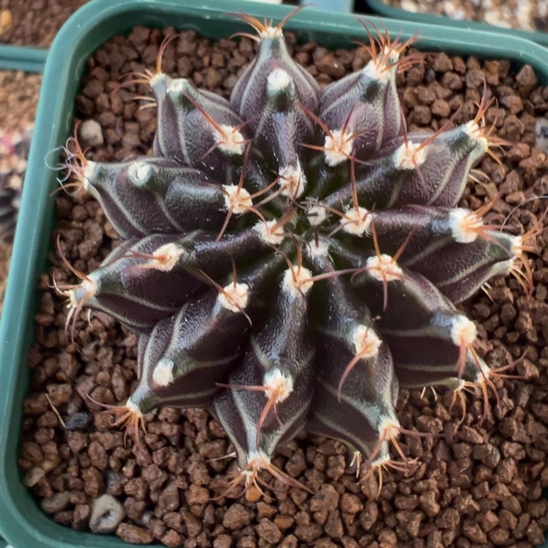 418 好看的米哈冲冲冲