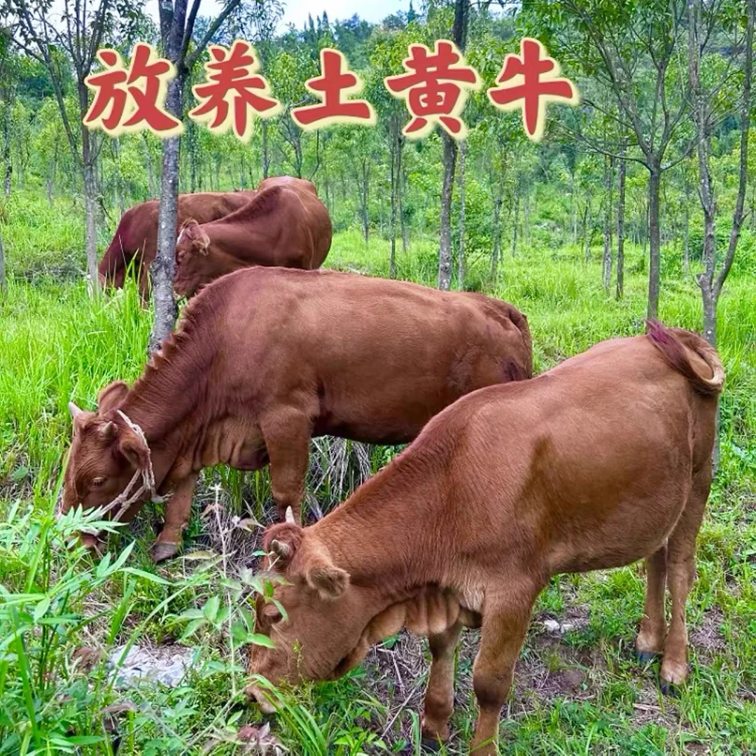 农家散养西杂牛新鲜黄牛肉现杀先发混合装包邮发货