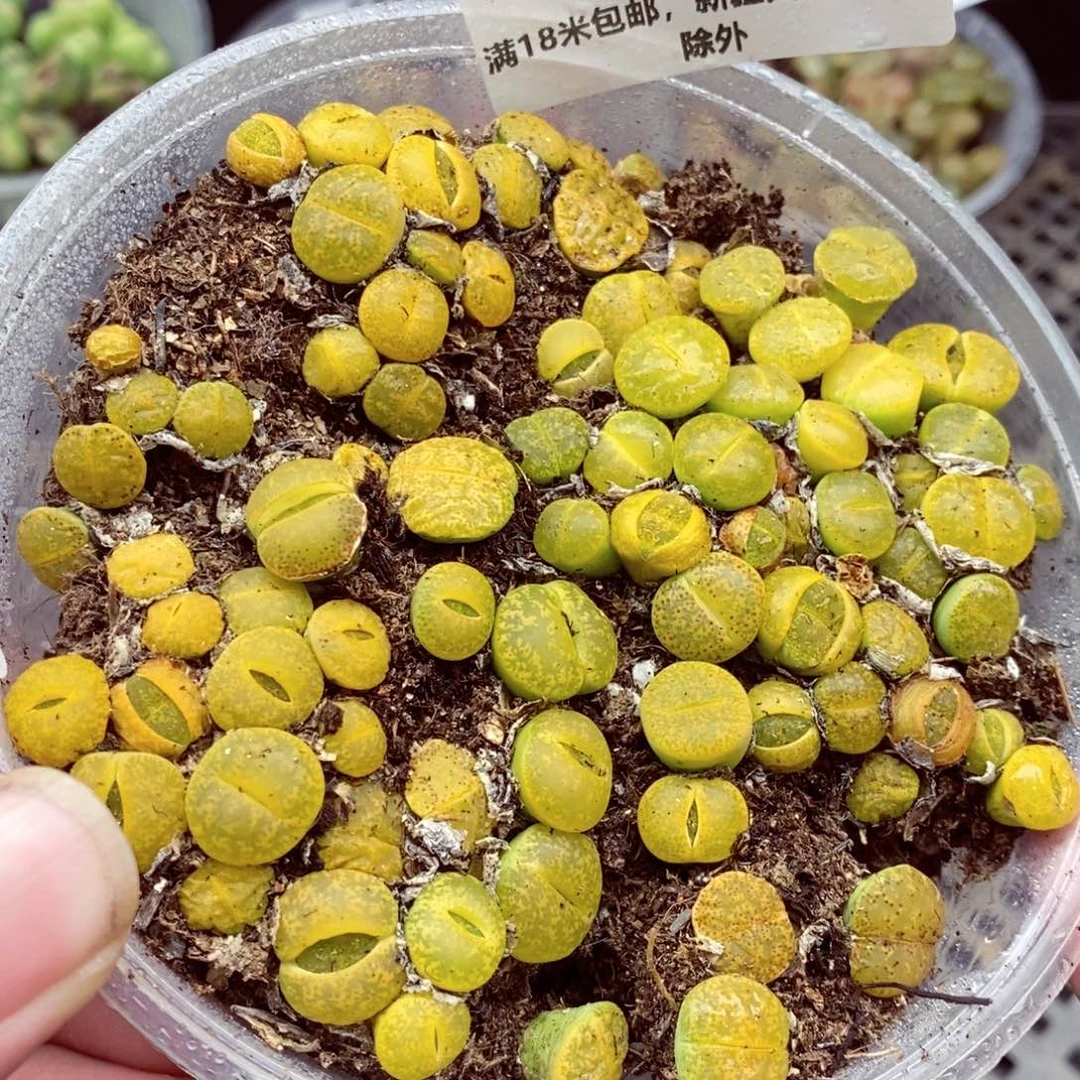 我的小姐姐们都是我的小可爱366