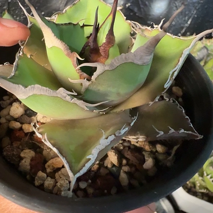 无花朵龙舌兰仁王冠黑豹