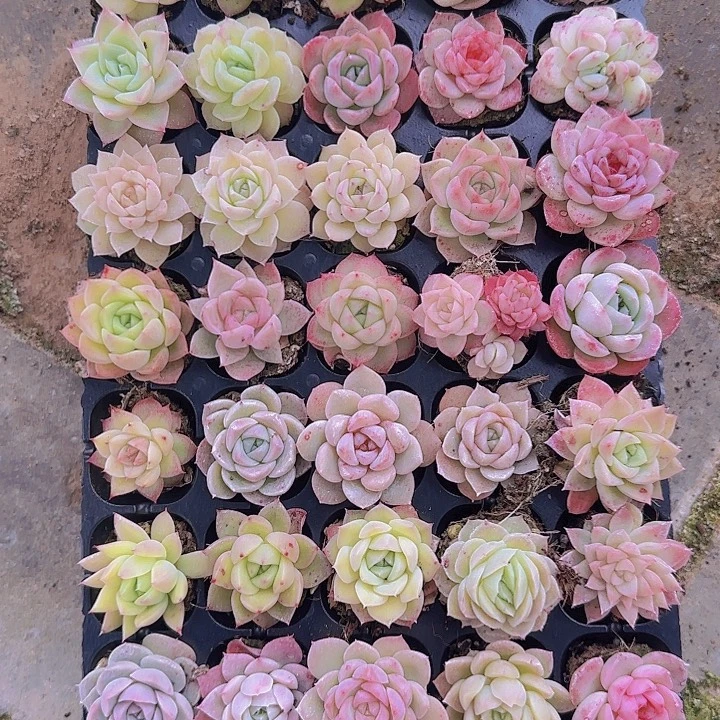 直播一物一拍多肉06