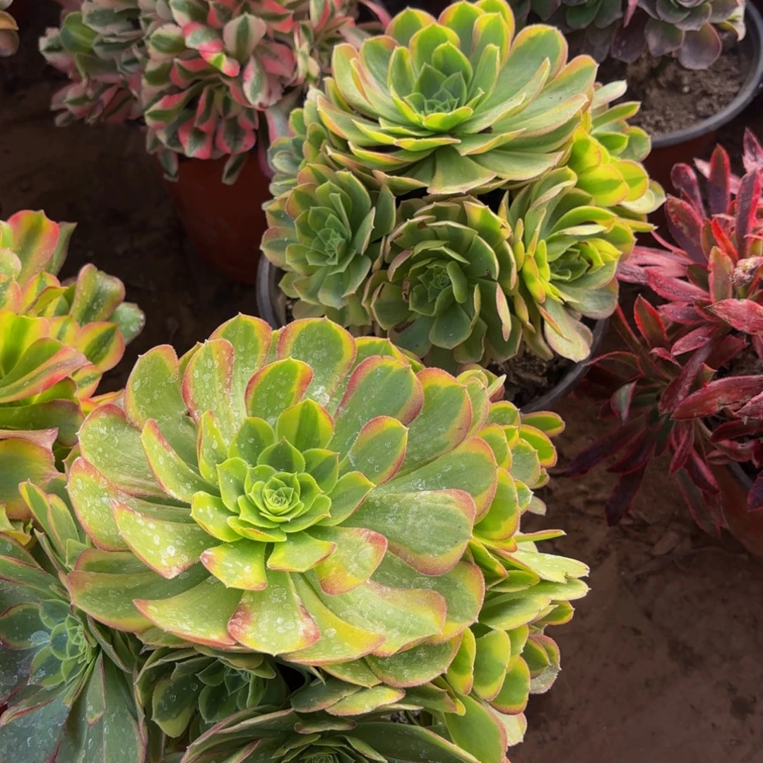 万圣节奶白两颗木质9.9