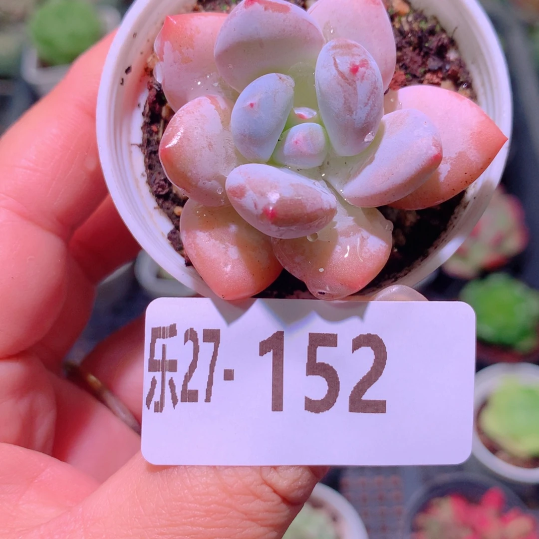 乐然27-152 香水单头