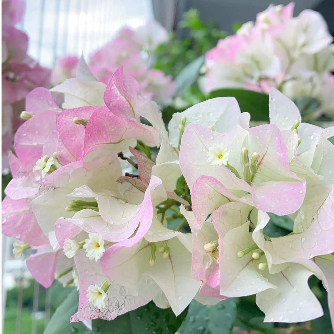 绿樱三角梅袋苗花卉勤花品种适合阳台庭院露台绿植花卉不带花