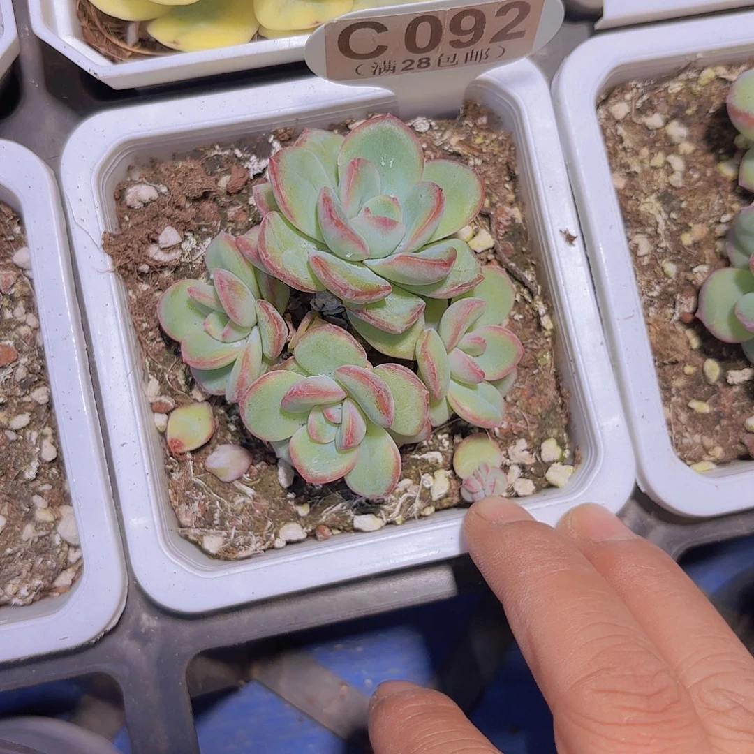 C092泡芙群一物一拍