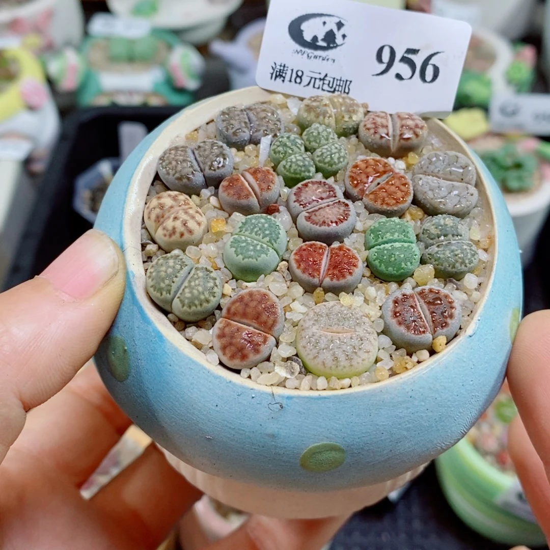 生石花花花花花花花花956
