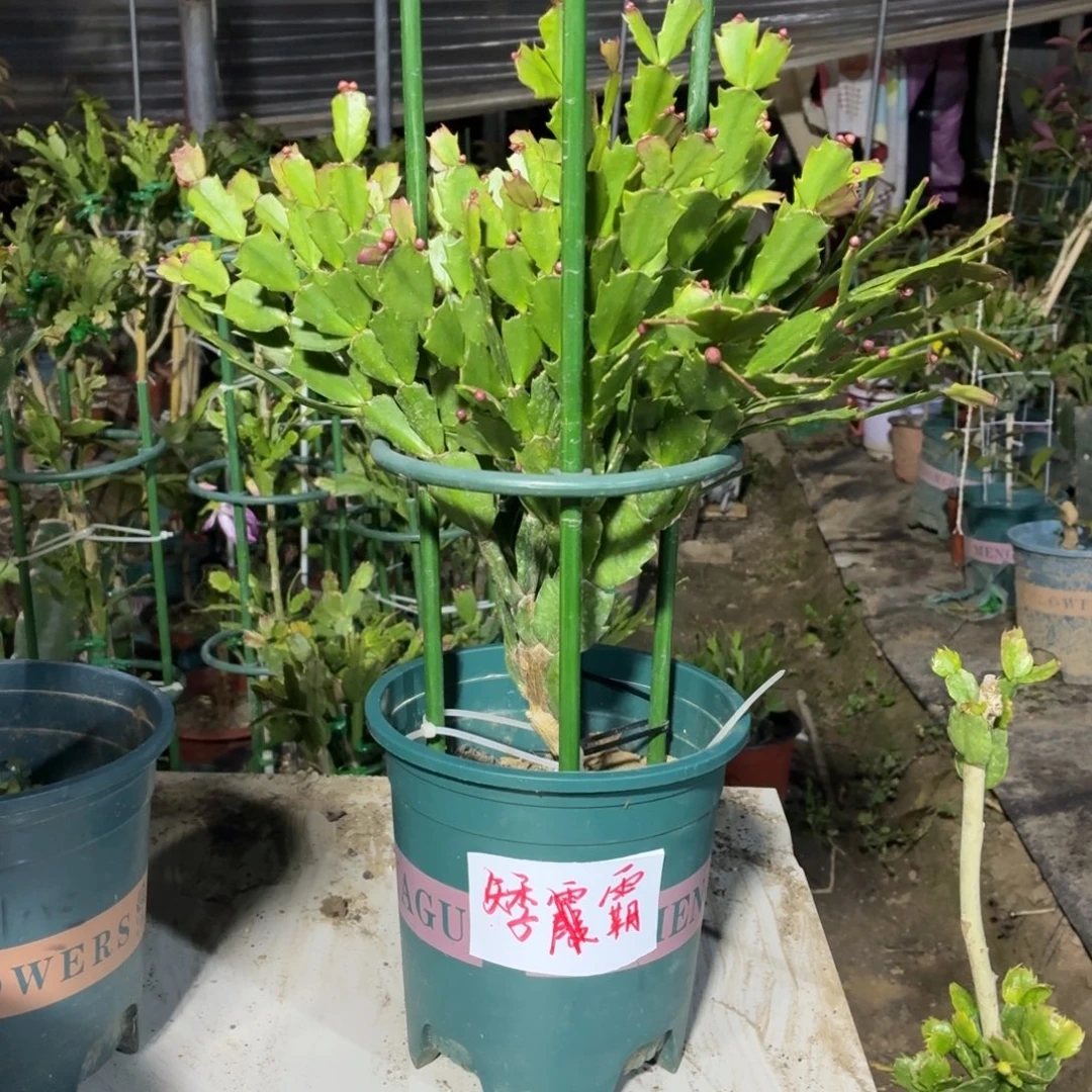 无花朵矮霸叶仙黄金蟹爪兰璐儿