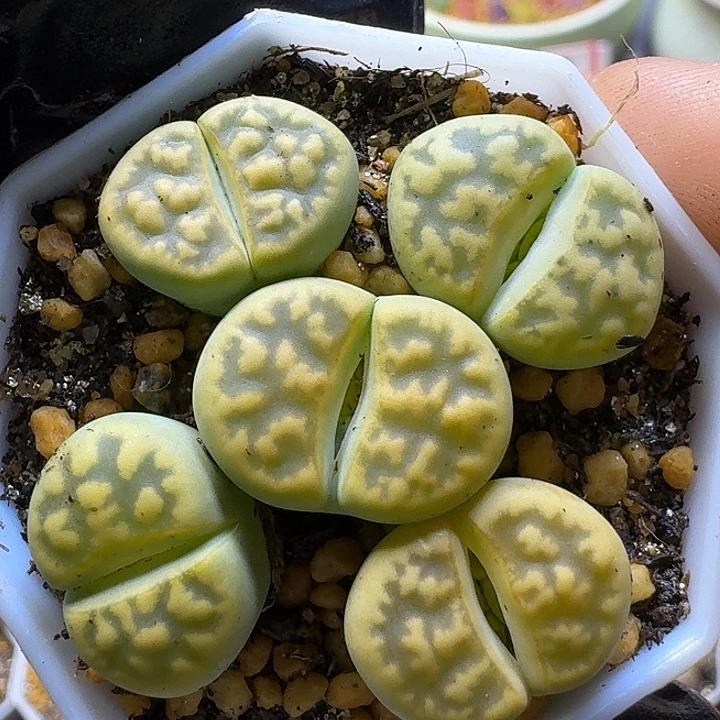 生石花111111112。    109