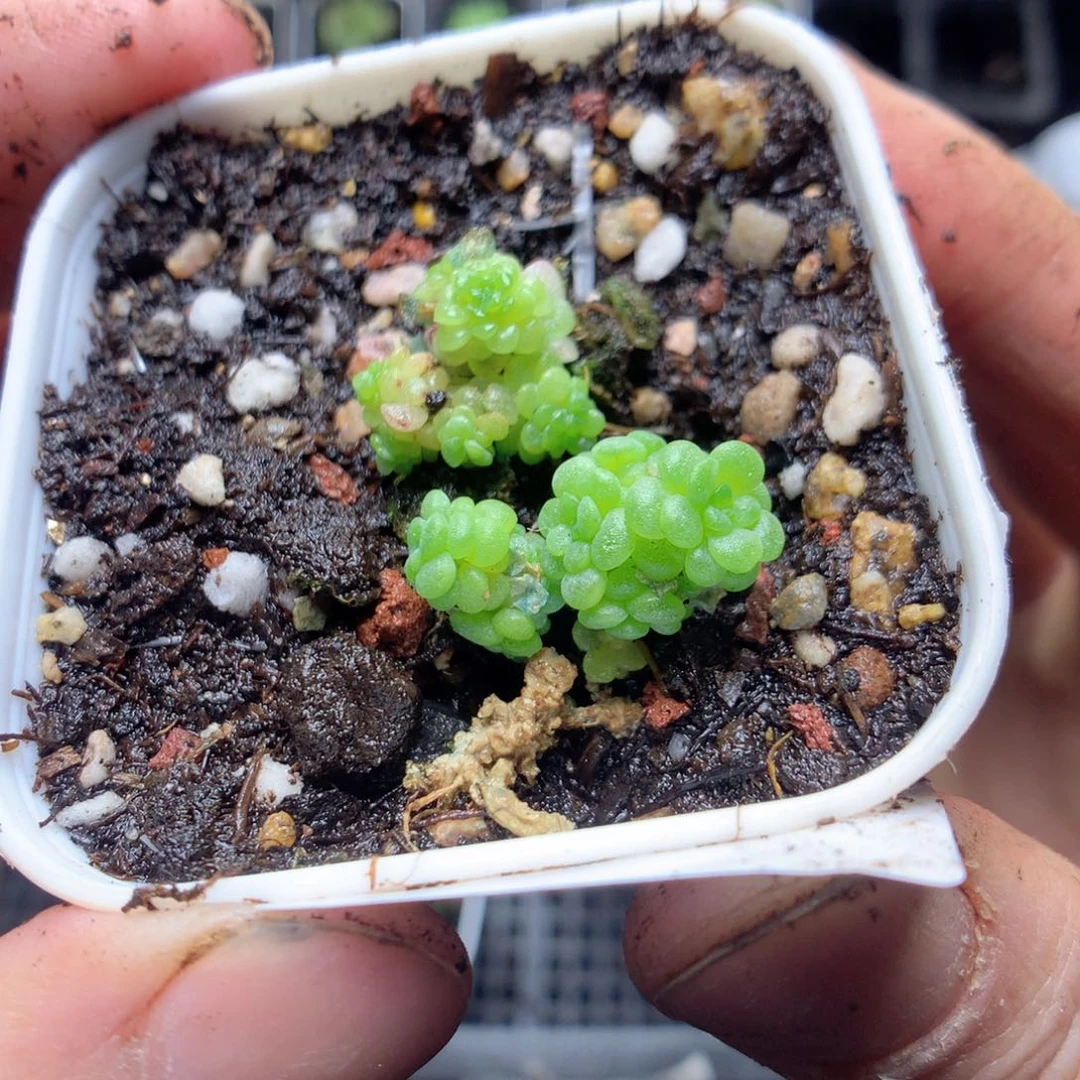 无花朵S34英语英语英语英语英语