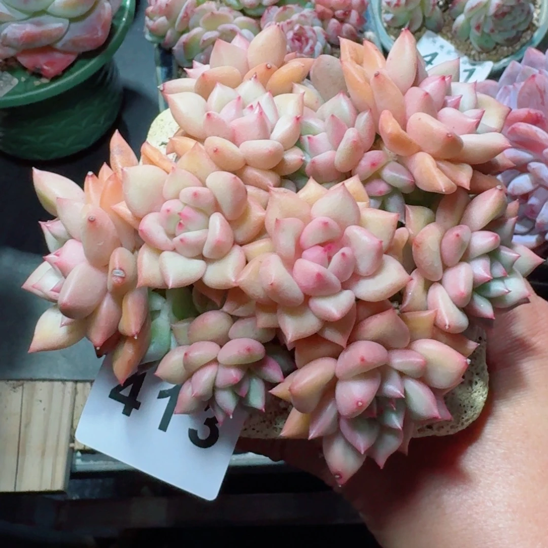 象牙群生      愿你一路坦途，乘风破浪展宏图