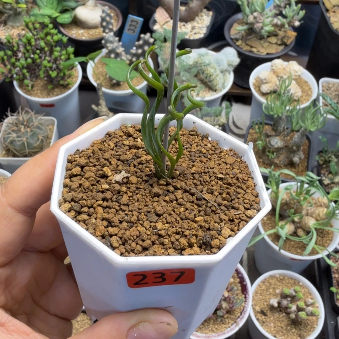 钢丝弹簧草237仙人掌