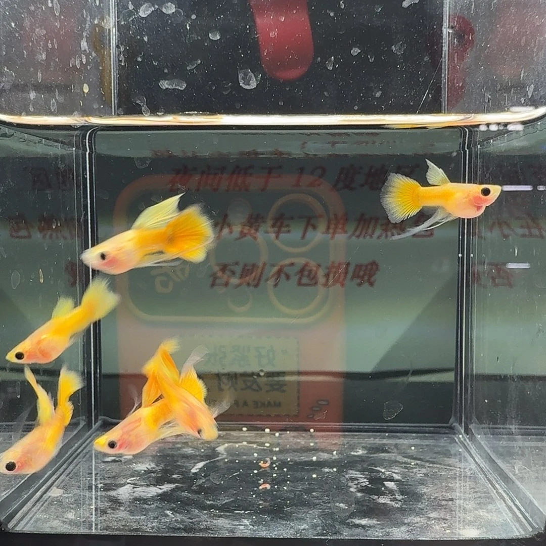 孔雀鱼黄金玻璃猫长工一组26