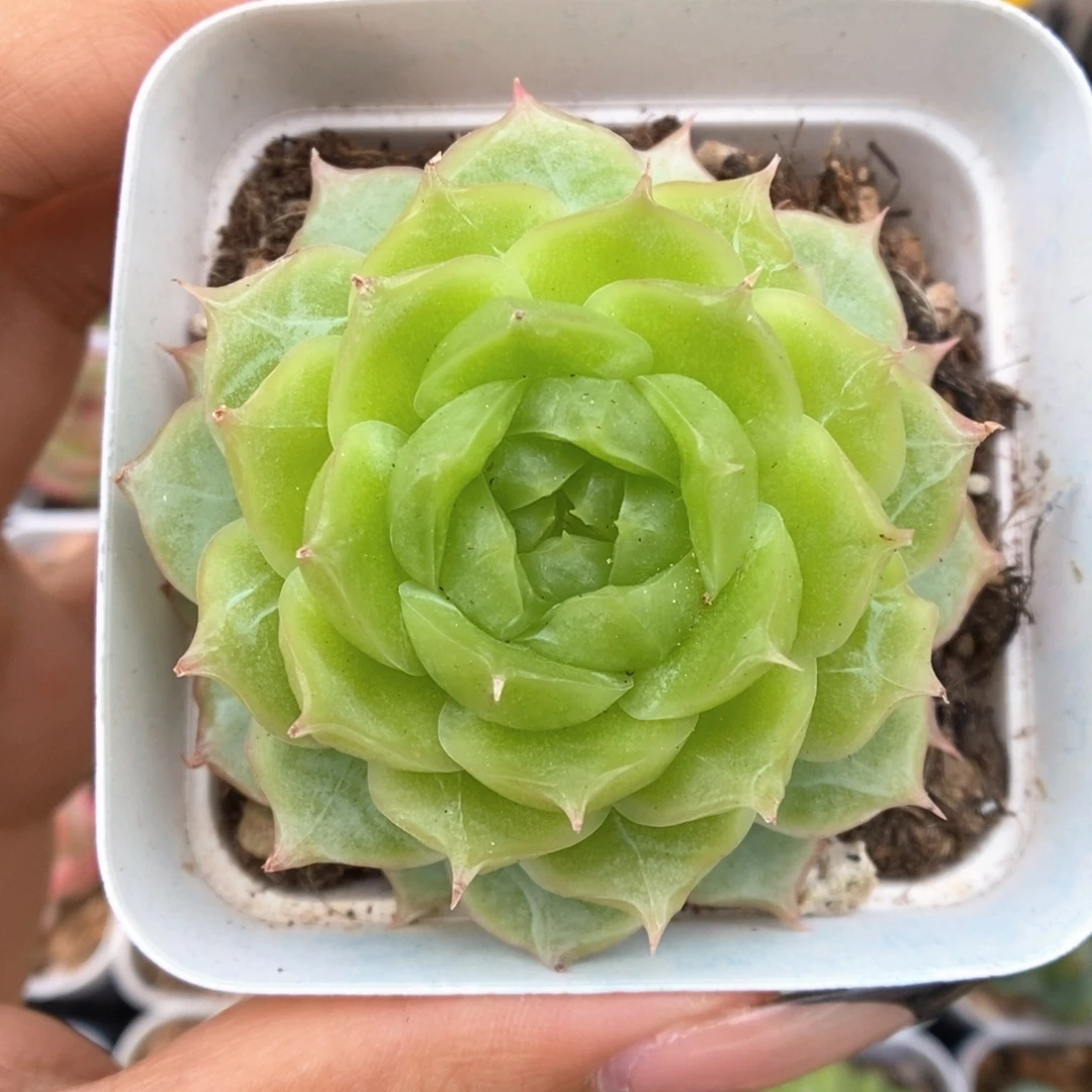 蔷薇珍妮967号。