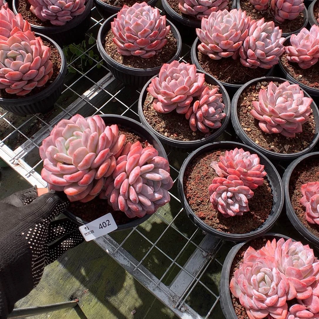 402糖心橙多肉植物666