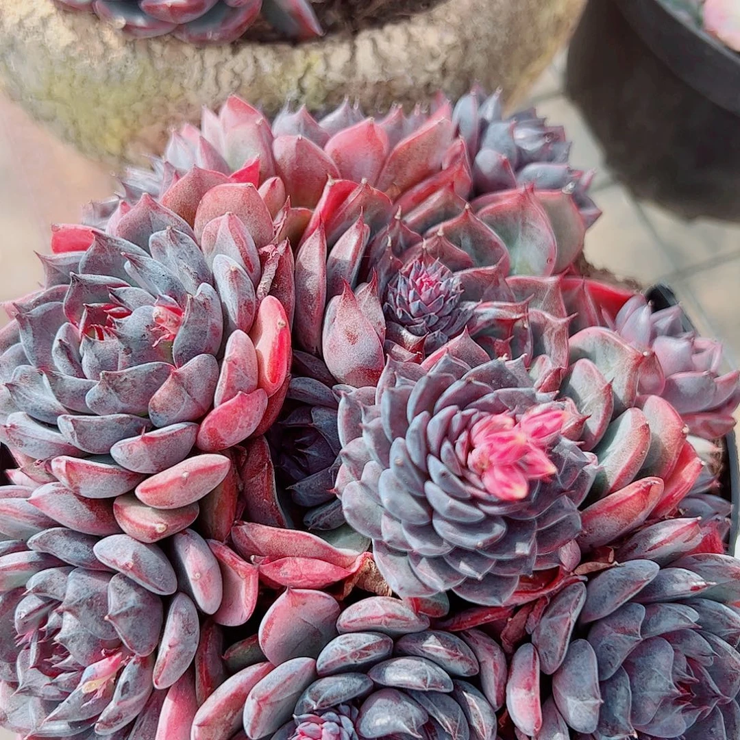 蓝色妖姬多头群生精品