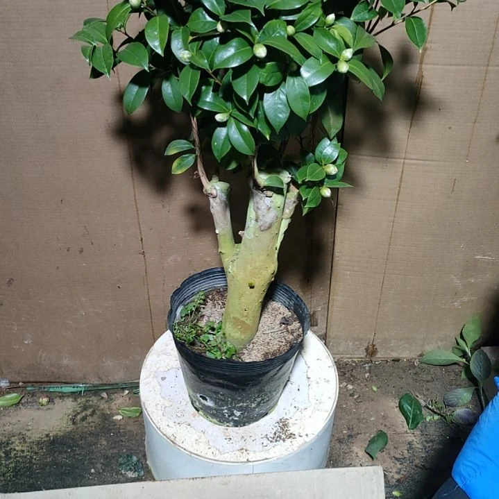 378五品，原盆原土发货，不包邮