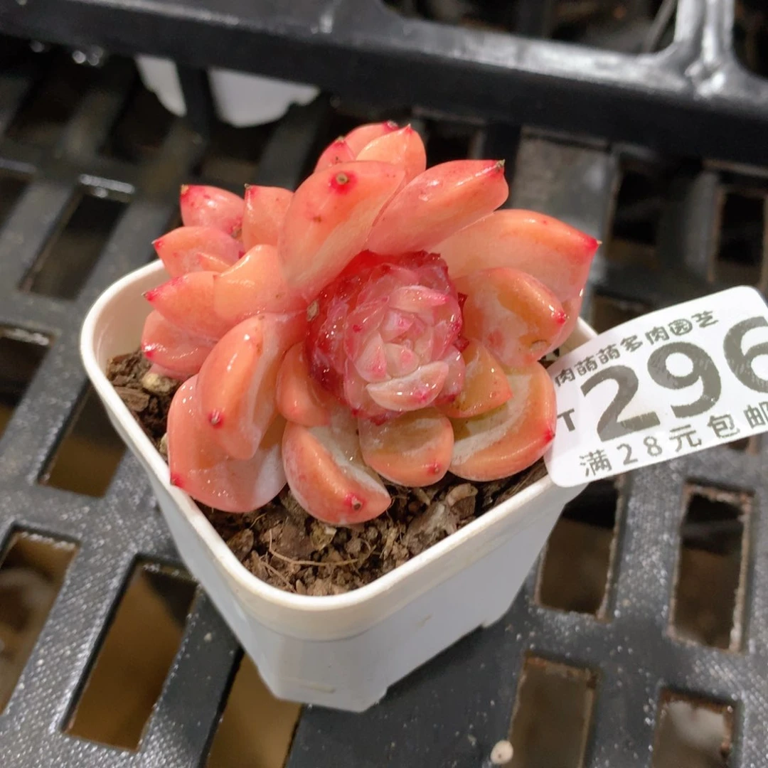 肉萌萌拇指盆精控多肉YT296