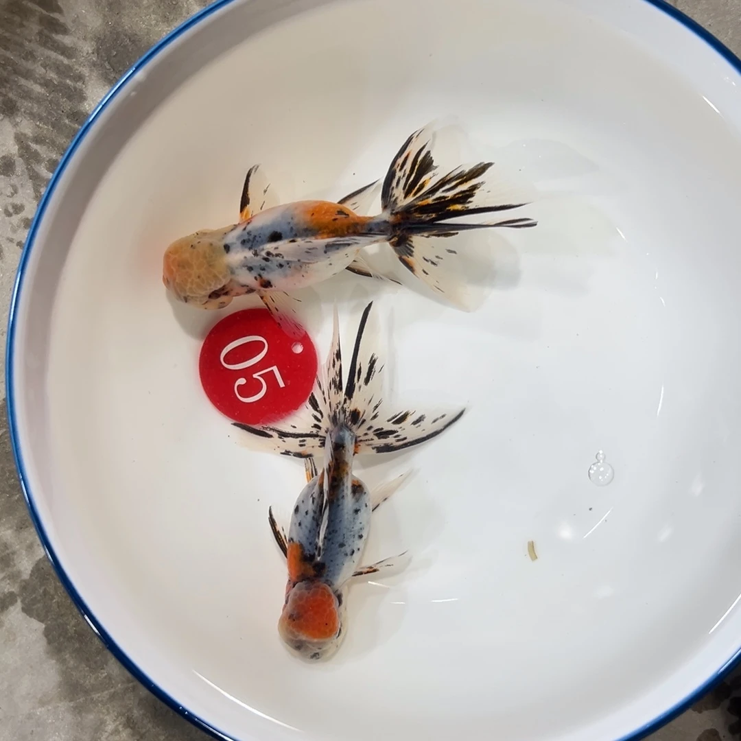 金鱼5号。花国狮2条