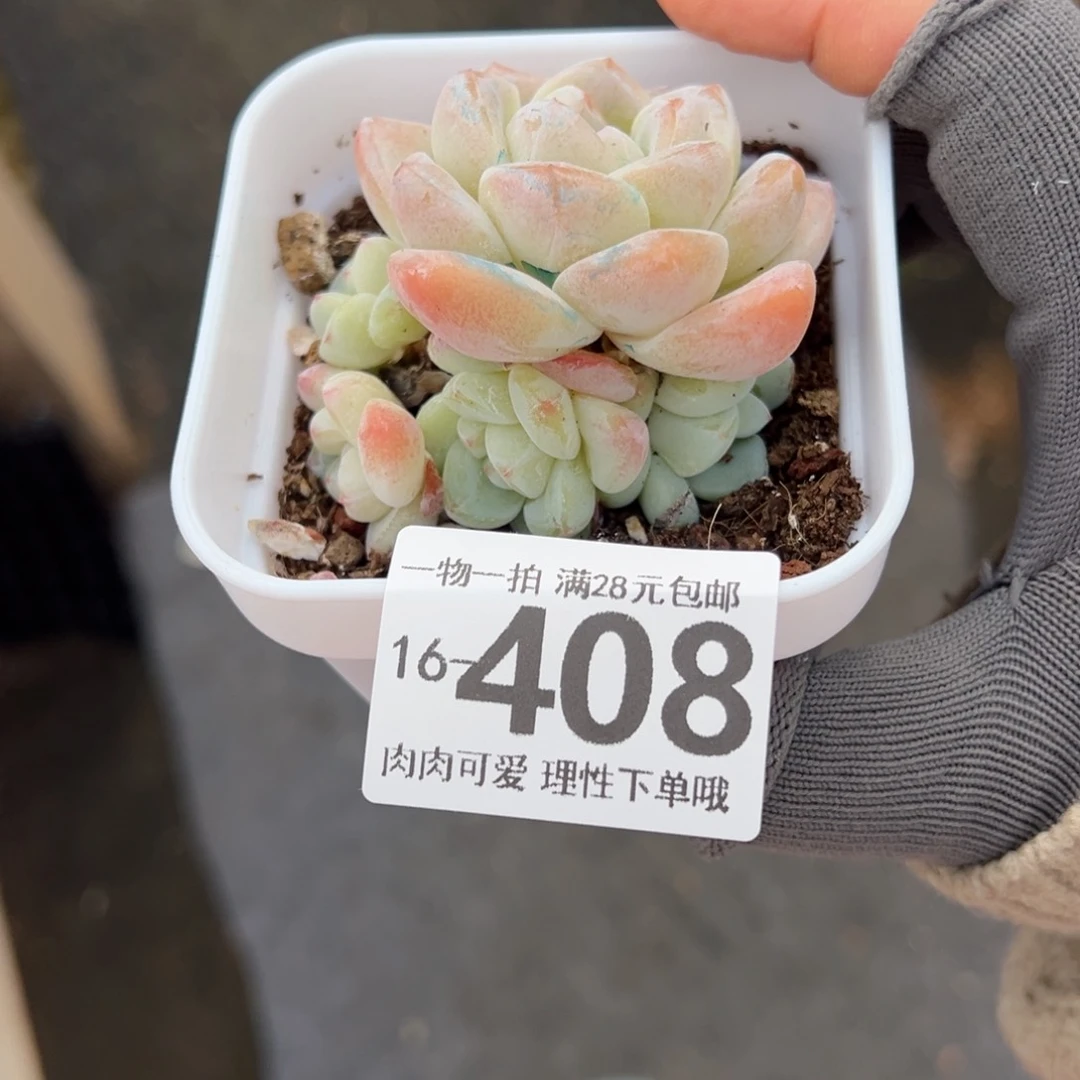 冰玉，多肉多肉多肉多肉