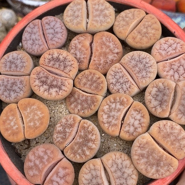 拿铁母本一组两颗