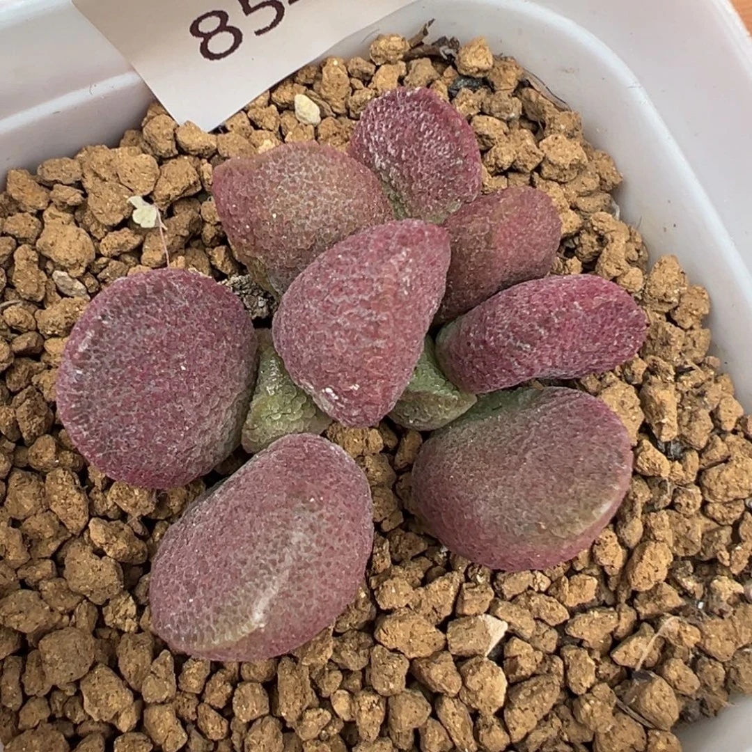 854夏娃一颗肥嘟嘟胖嘟嘟实生