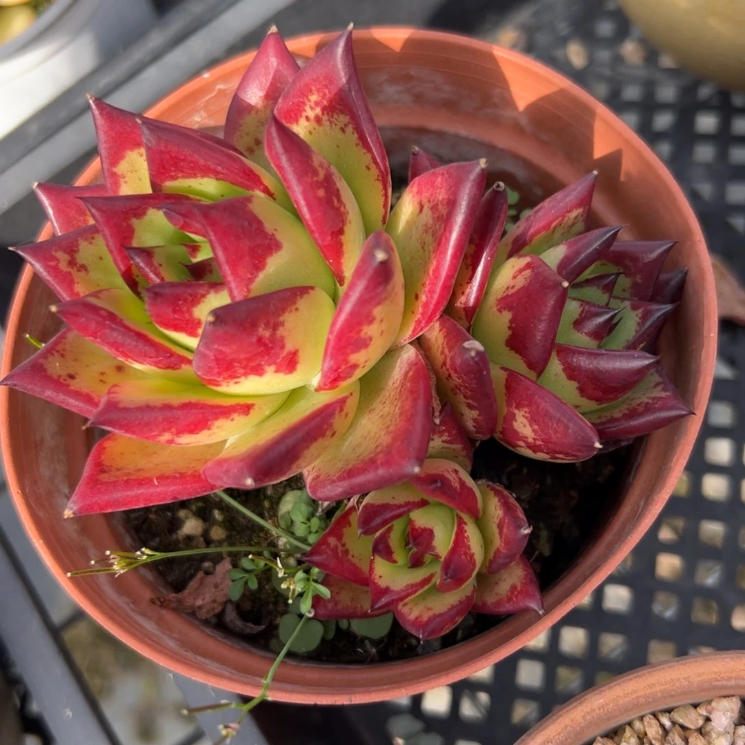 口红精控多肉一物一拍