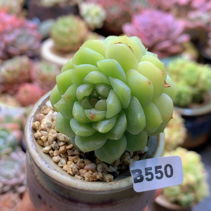 一物一拍含盆土满38包邮B550