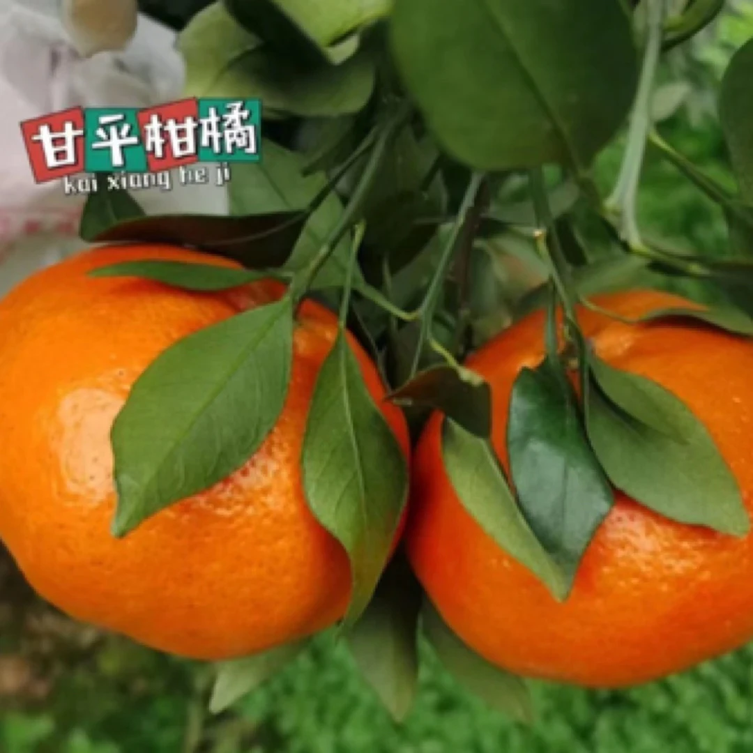 川）四川柑橘皇后甘平冬天水果现摘现发孕妇5斤9斤包邮手剥橘子