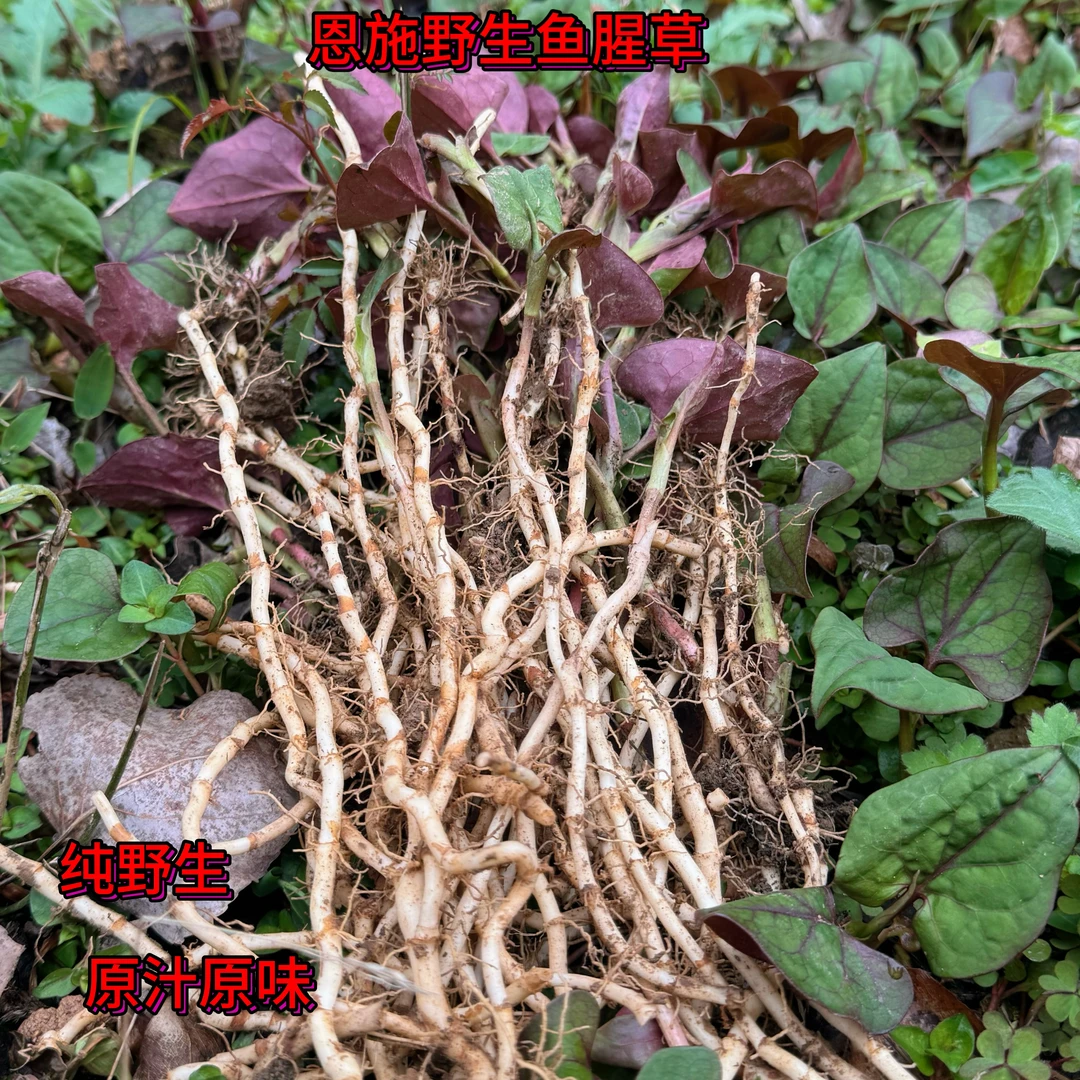 湖北恩施纯野生现挖鱼腥草折耳根新鲜脆嫩凉拌菜下饭菜原汁原味