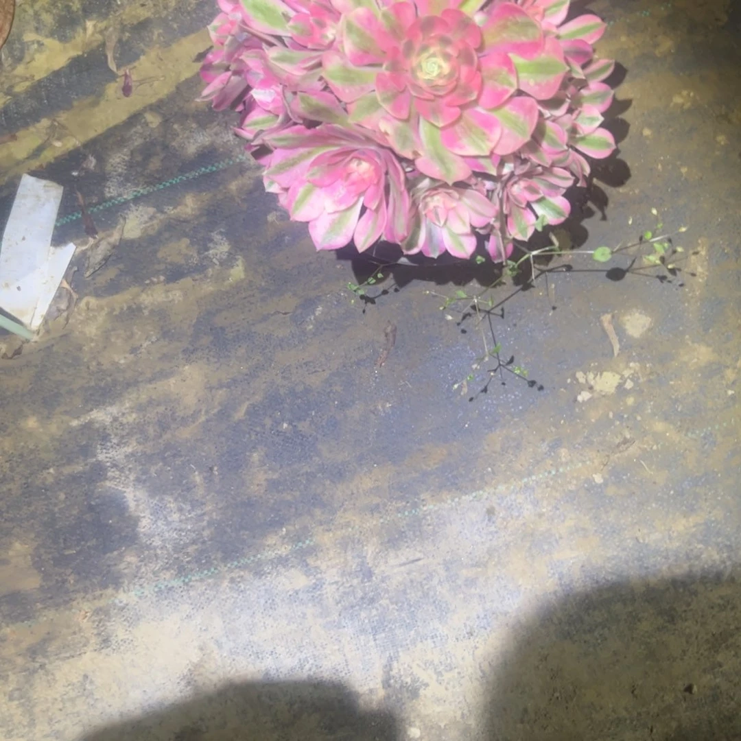 恶*粉女巫多肉一物一拍79