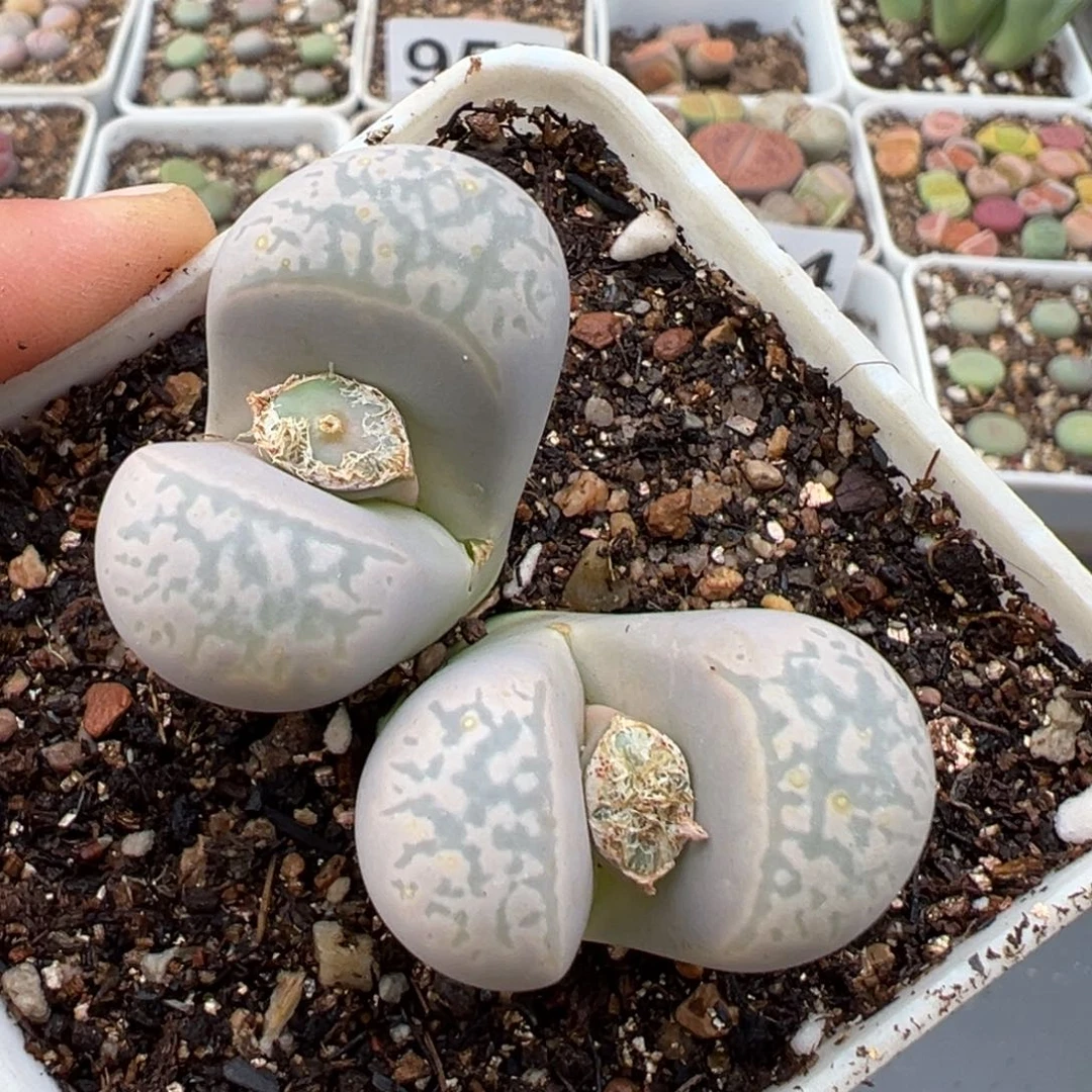 1.15好看的多肉987