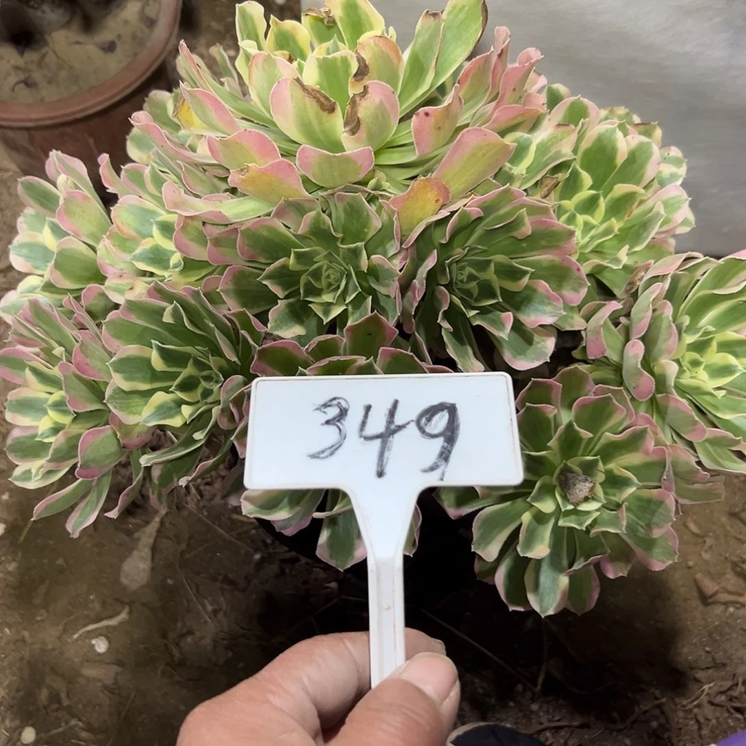 多肉植物白风法师