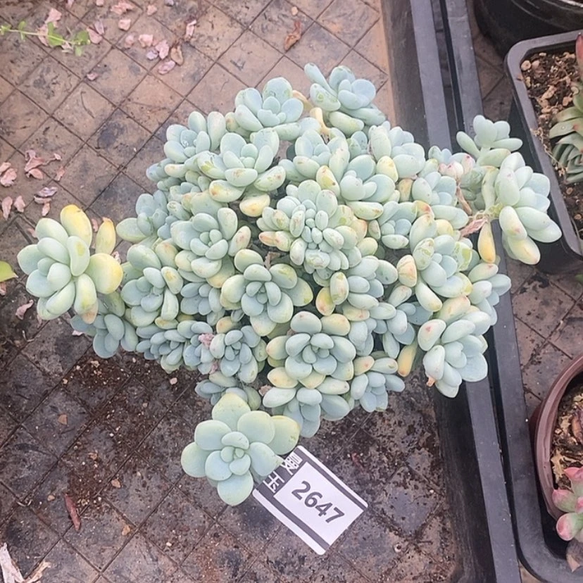 【闪购商品】劳尔缀2647