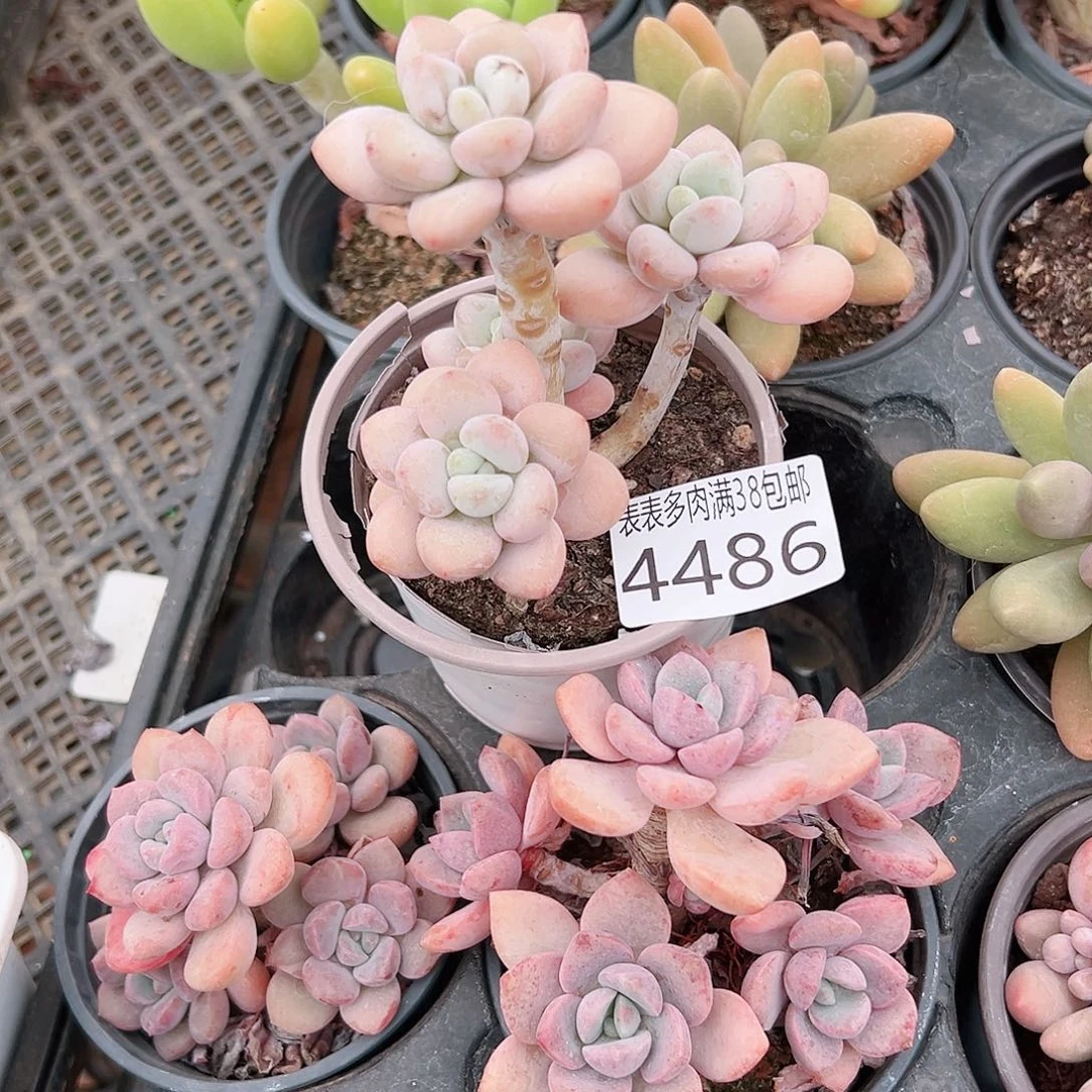 喀***社无花朵多肉一物一拍植物4486