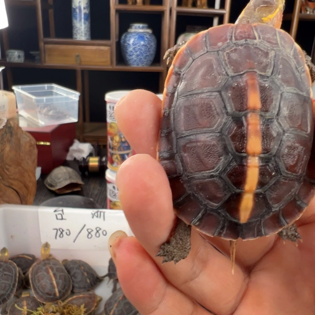 母神**海新年快乐神龙