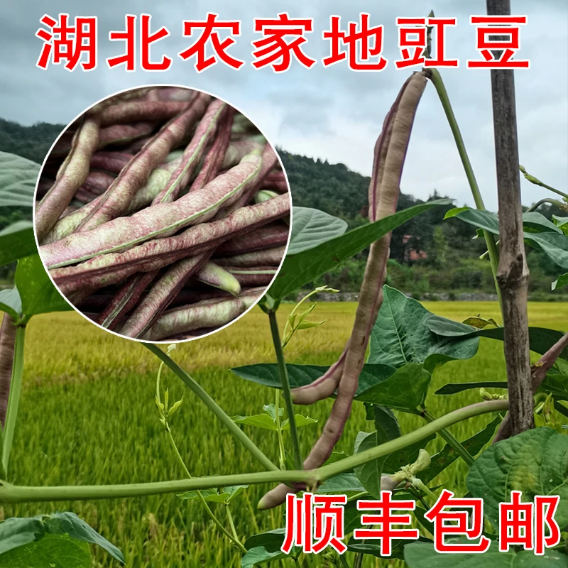湖北农村地豇豆乡下豆角大别山农家菜