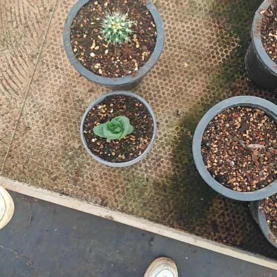 精神龙舌兰小苗金桶芦荟