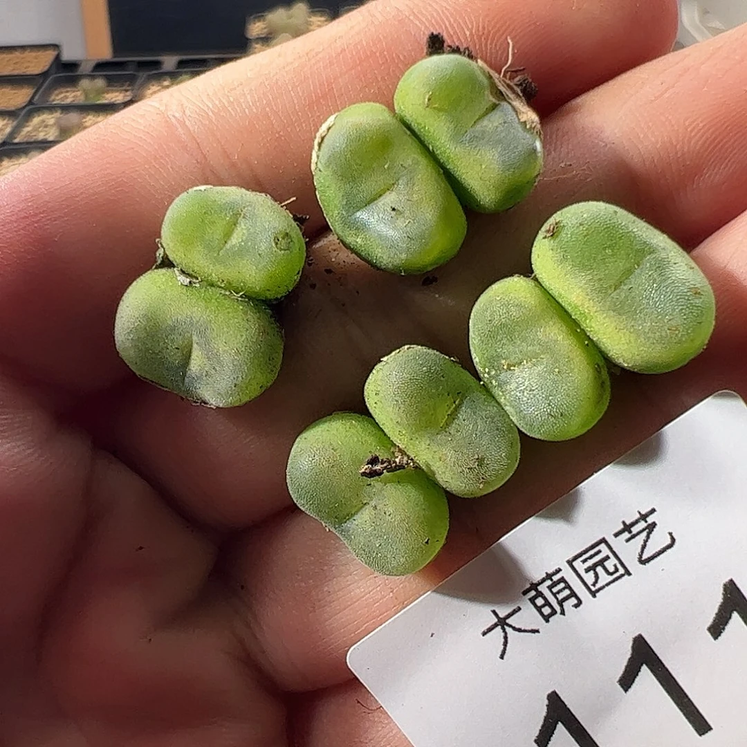 一物一拍。        111
