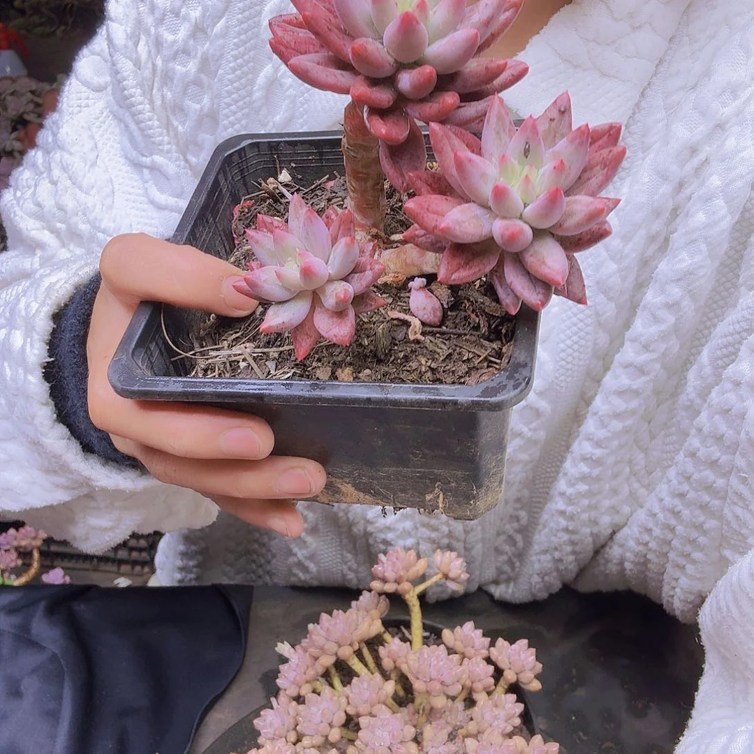 芳***菲红蜻蜓一物一拍一物一拍