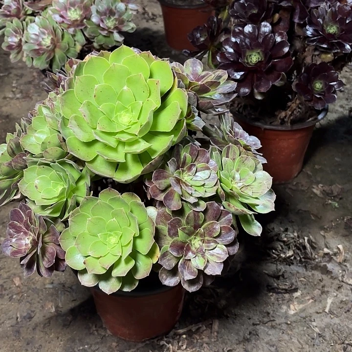 多肉植物花月夜45