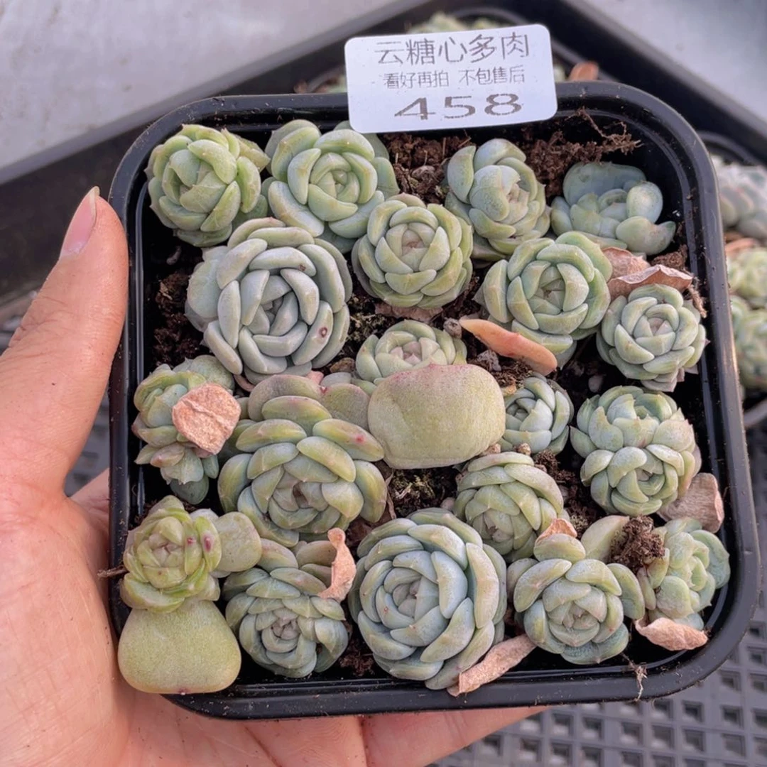 云糖心多肉植物458