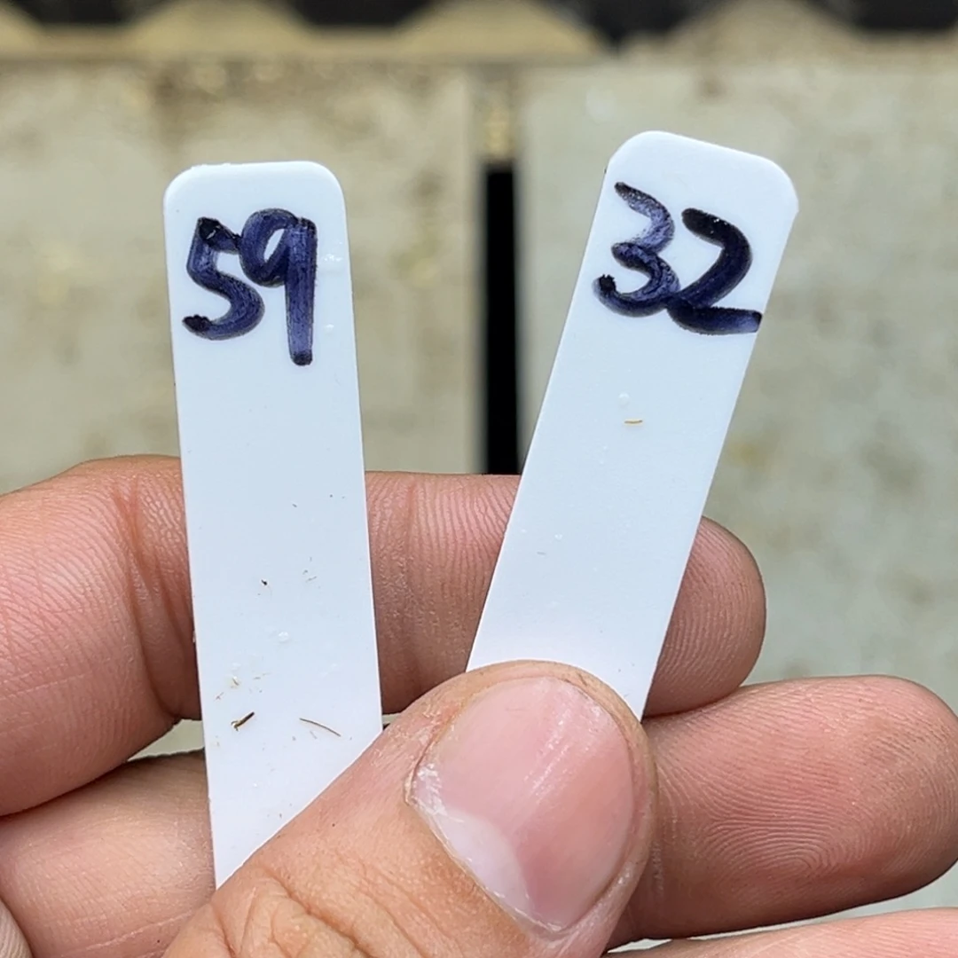 美***女32，59 脱土包邮16颗福利