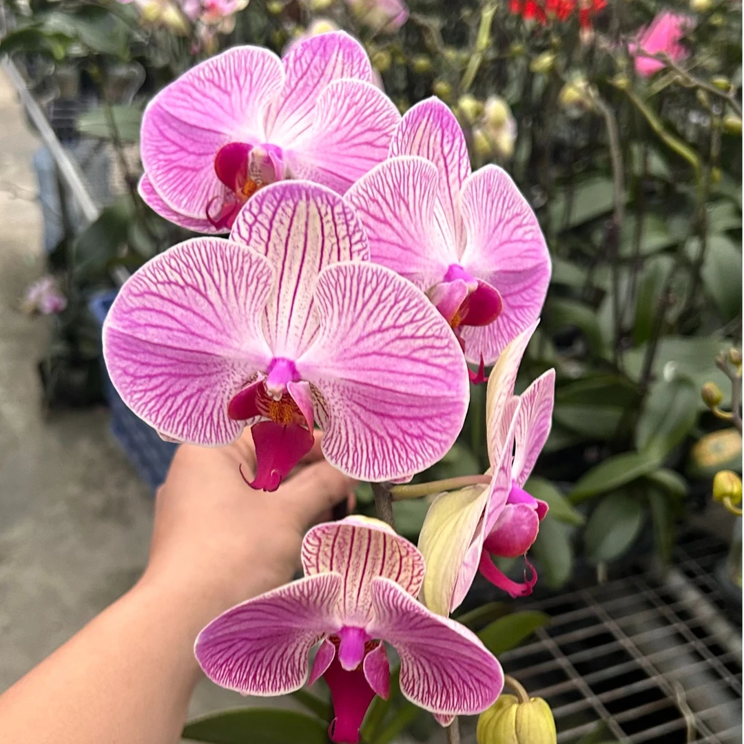 【旋律】精品蝴蝶兰 大苗洋兰花苗 花期长 小型花  大杯