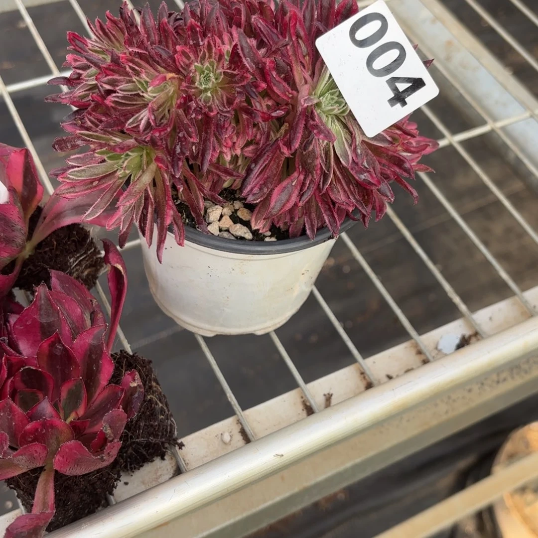 全****哥朱雀缀化004发货