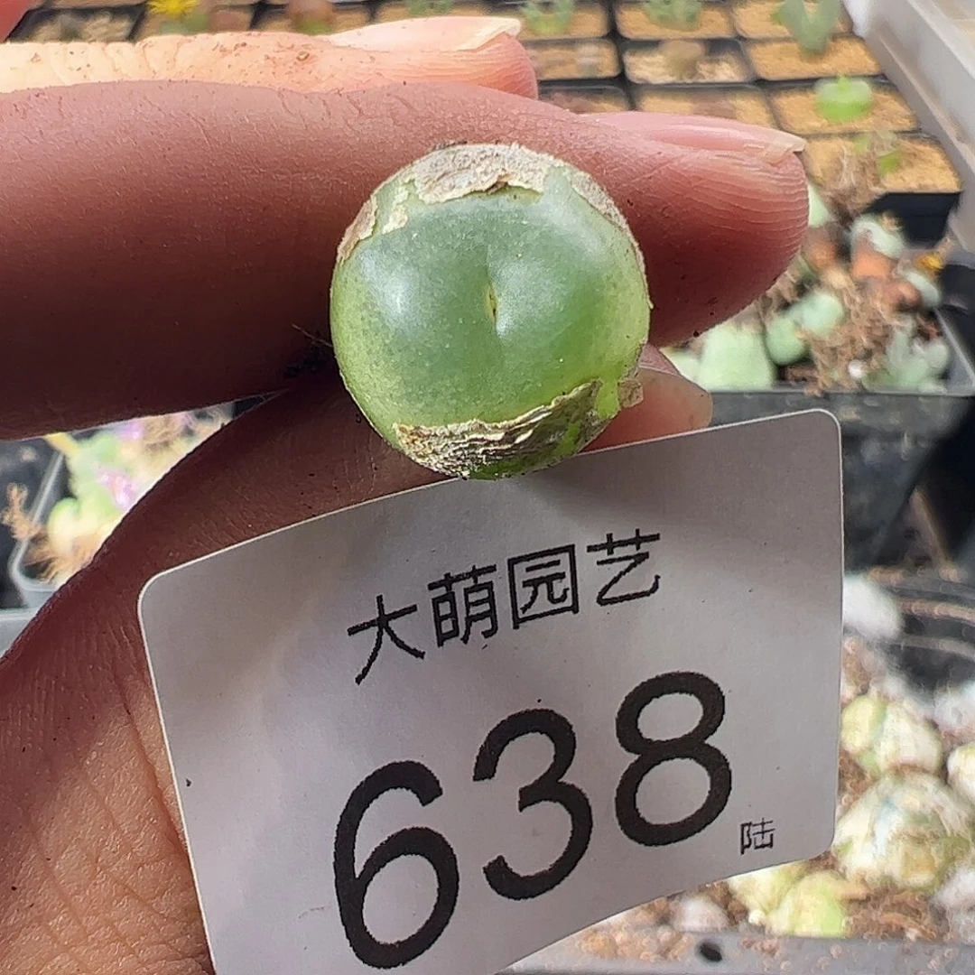 一物一拍干疤福利。  638