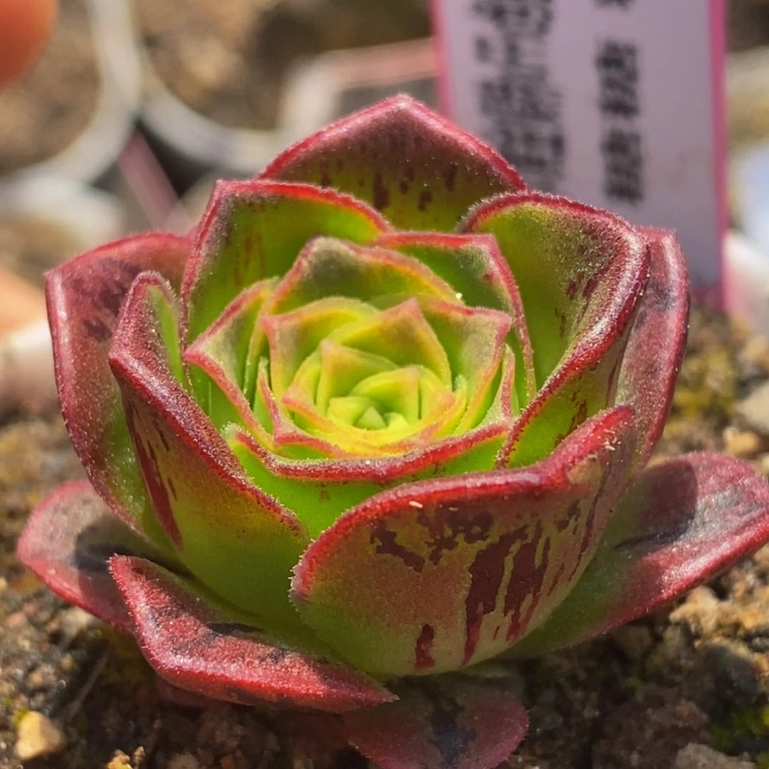 亲*、锦瑟杂 t716