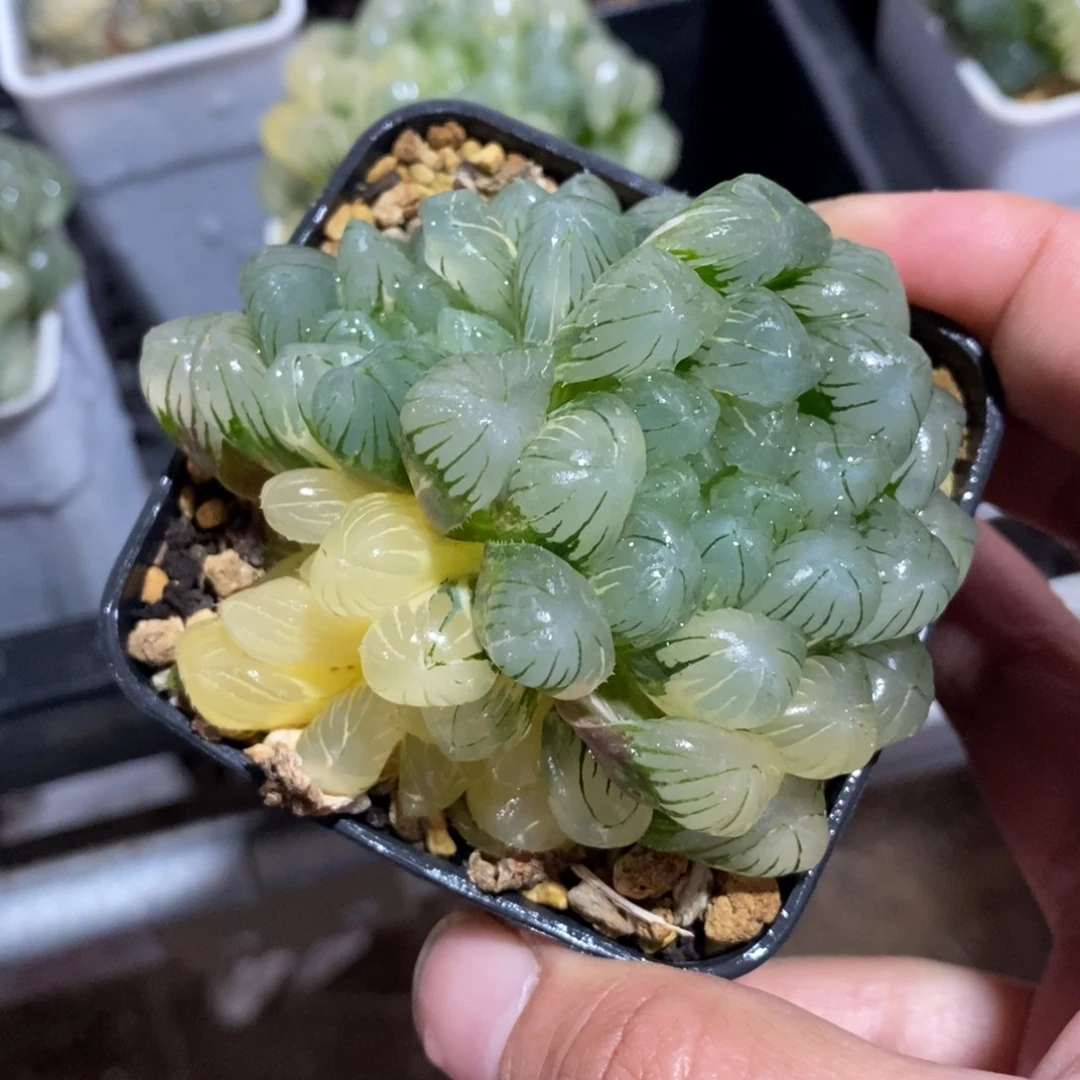 一颗大母本玉露锦 新年福利