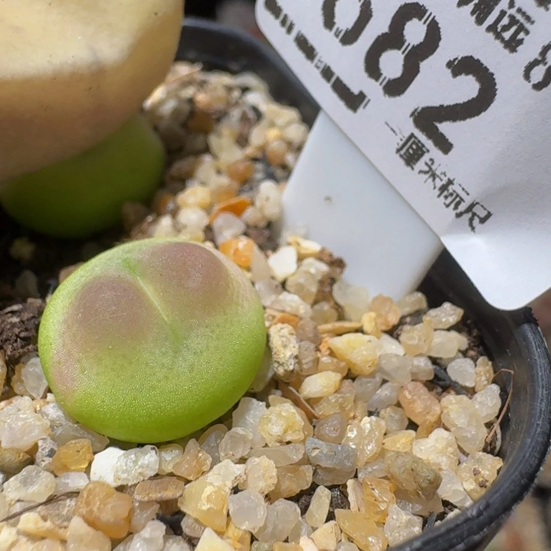 Ssss精品生石花682