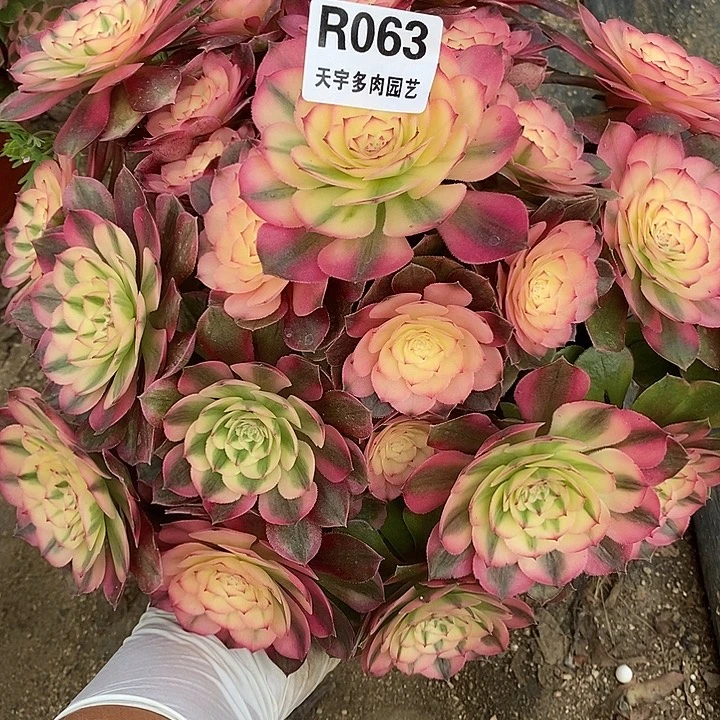 多肉植物荔枝063多肉