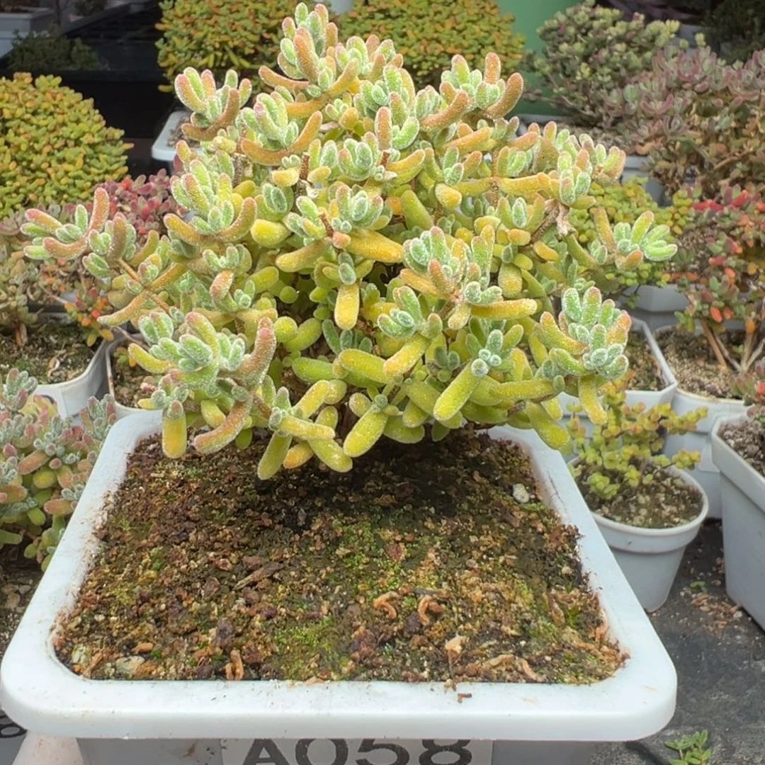 蛋***蛋A058黄冰闪闪一物一拍